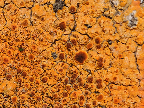 Caloplaca sp. di Celle